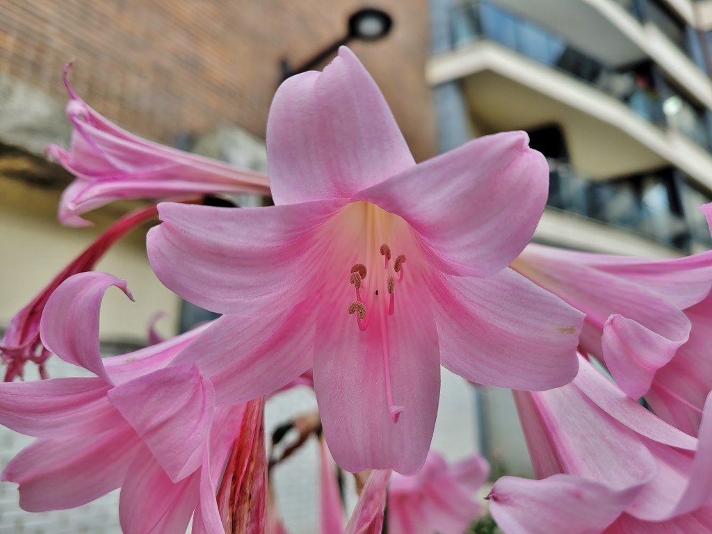 Foto: Flor - Grado (Asturias), España