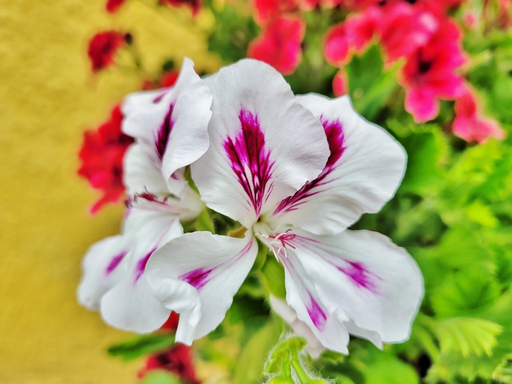 Foto: Flor - Villanueva de Cangas de Onís (Asturias), España