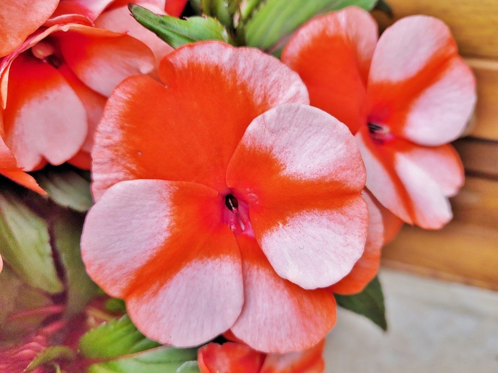 Foto: Flor - Villanueva de Cangas de Onís (Asturias), España