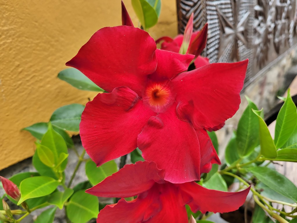 Foto: Flor - Villanueva de Cangas de Onís (Asturias), España