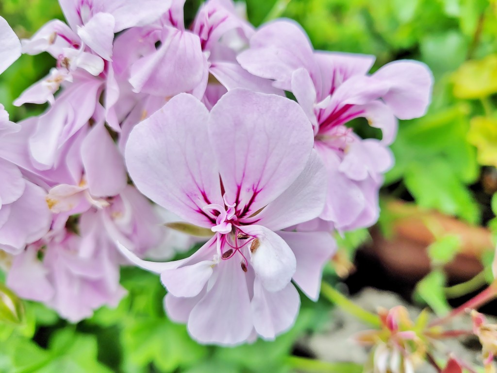 Foto: Flor - Villanueva de Cangas de Onís (Asturias), España