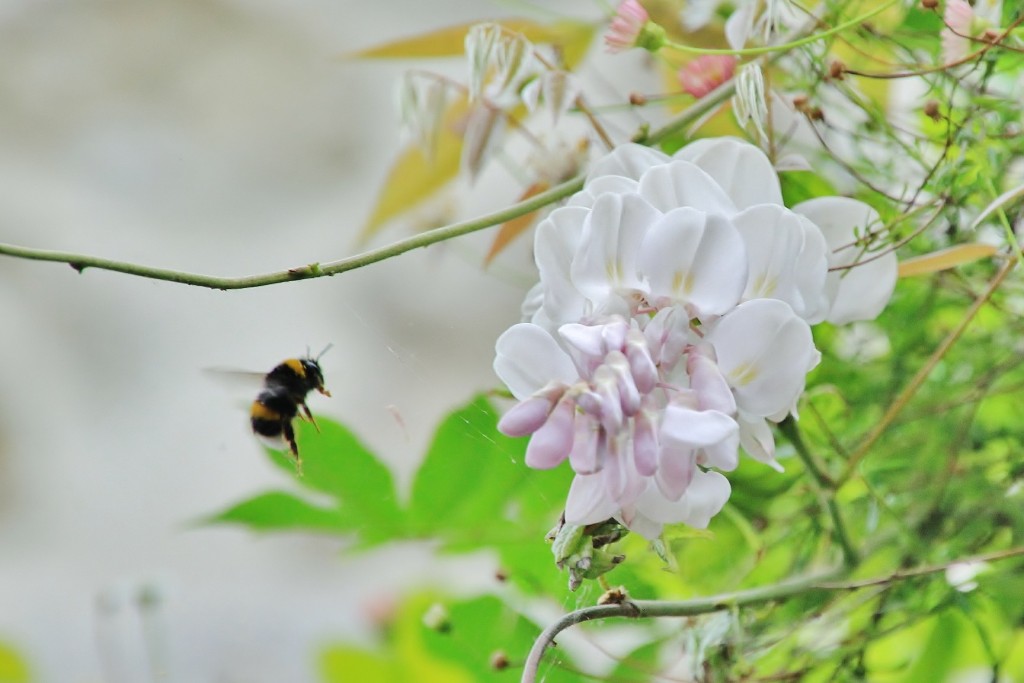 Foto: Flor - Llanes (Asturias), España