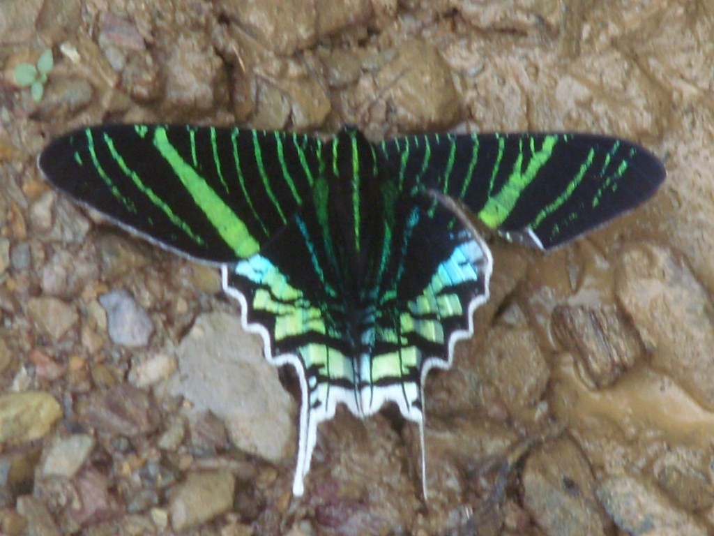 Foto de Cuenca del Amazonas (Pará), Brasil