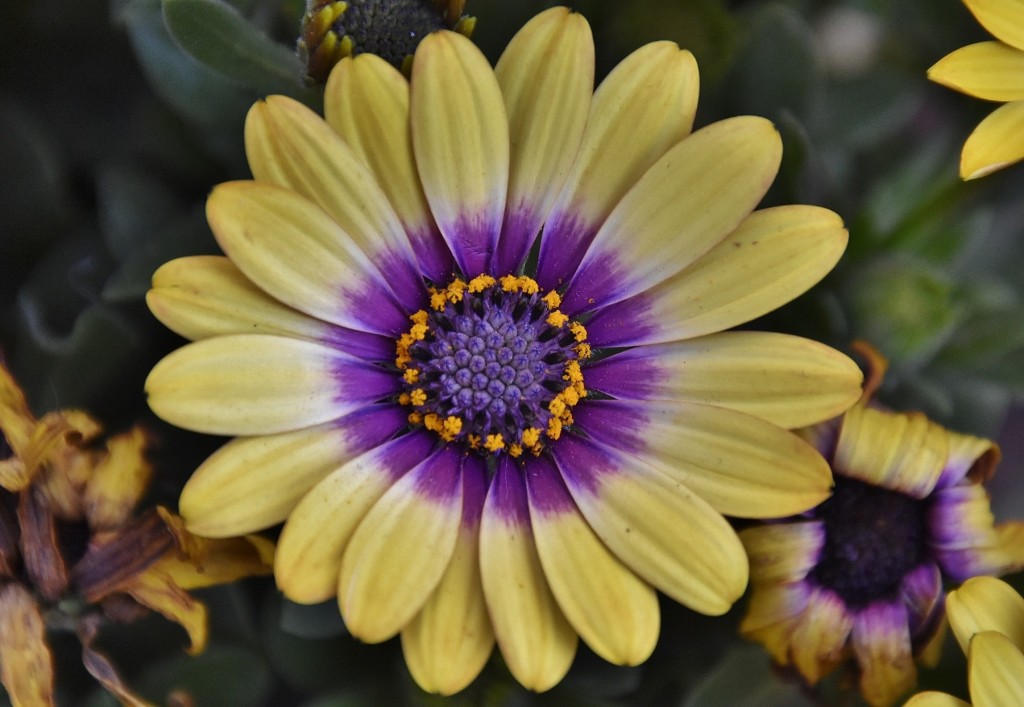 Foto: Flor - Lanjarón (Granada), España