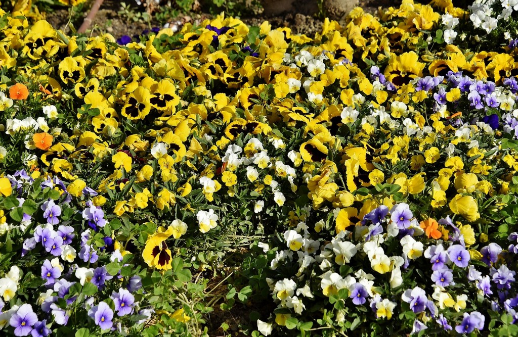 Foto: Flores - Guadix (Granada), España