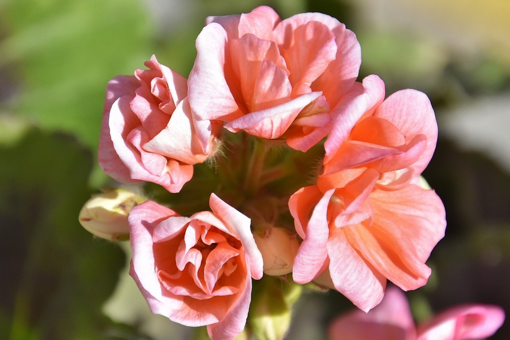 Foto: Flor - Lanjarón (Granada), España