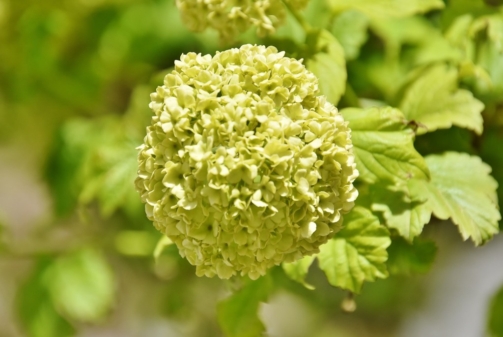 Foto: Flor - Guadix (Granada), España
