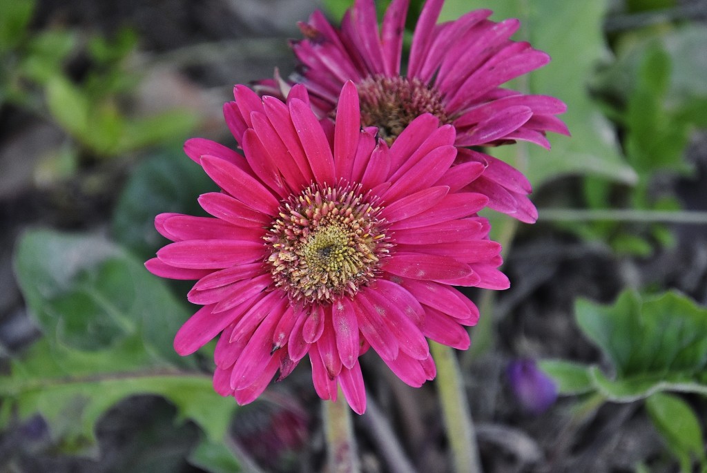 Foto: Flor - Ugíjar (Granada), España