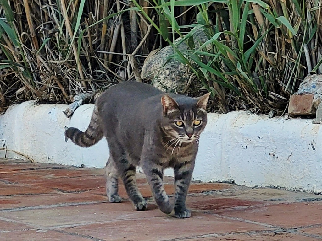 Foto: Gatito - Nerja (Málaga), España