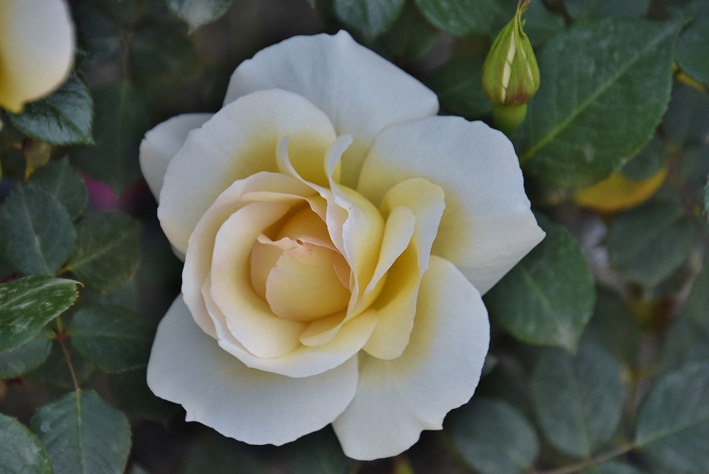 Foto: Flor - Ugíjar (Granada), España