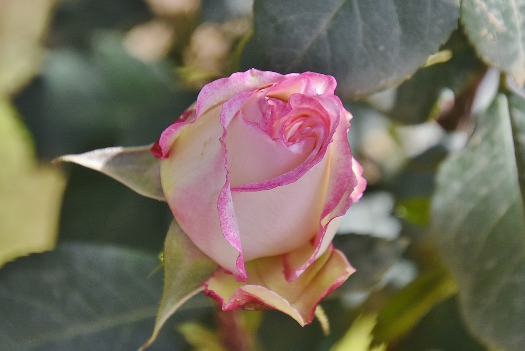 Foto: Flor - Ugíjar (Granada), España