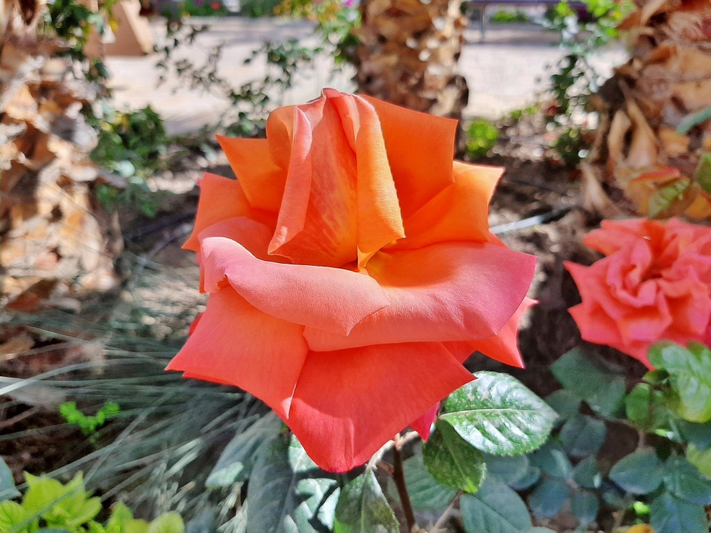 Foto: Flor - Ugíjar (Granada), España