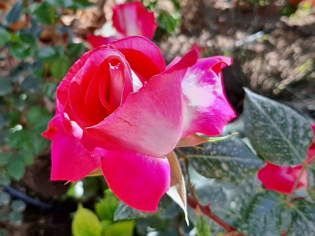 Foto: Flor - Ugíjar (Granada), España