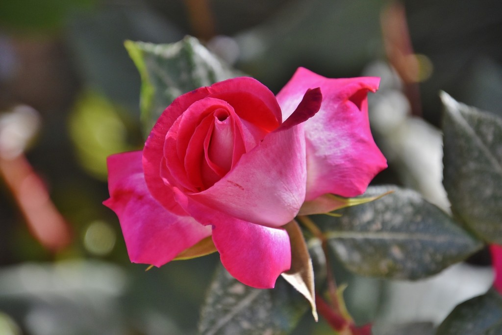 Foto: Flor - Ugíjar (Granada), España