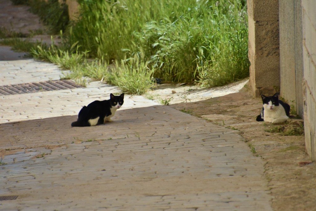 Foto: Gatitos - Alhama de Granada (Granada), España