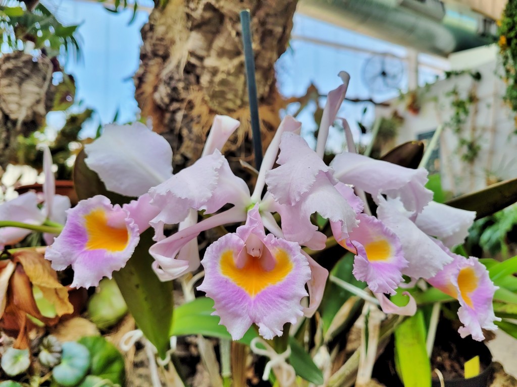Foto: Orquidiario - Estepona (Málaga), España