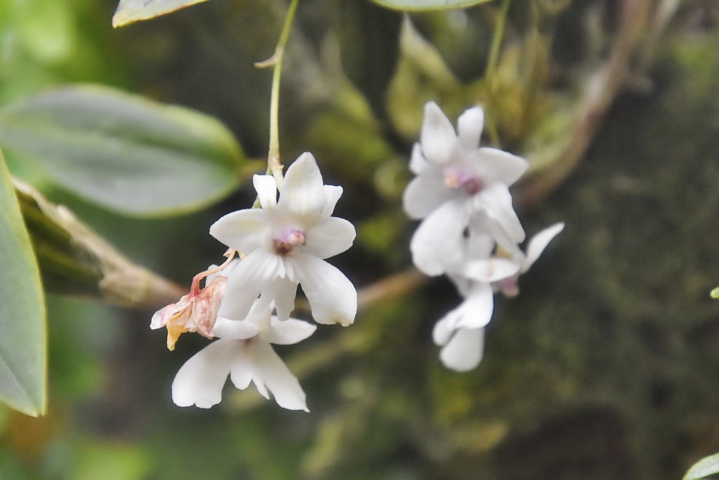Foto: Orquidiario - Estepona (Málaga), España