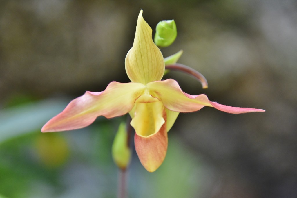 Foto: Orquidiario - Estepona (Málaga), España