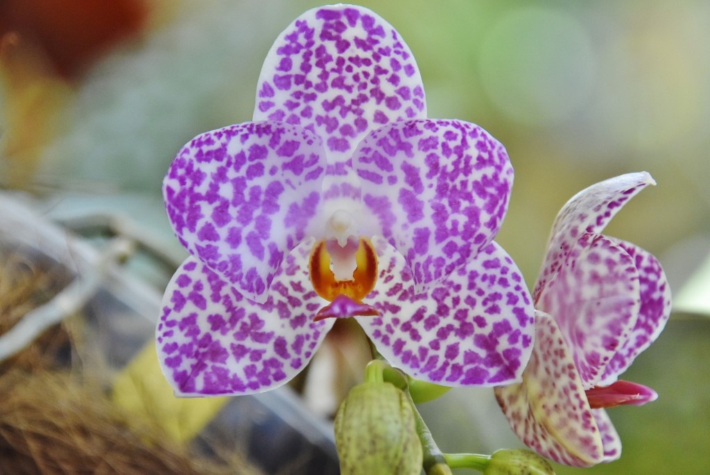 Foto: Orquidiario - Estepona (Málaga), España