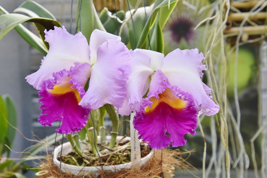 Foto: Orquidiario - Estepona (Málaga), España