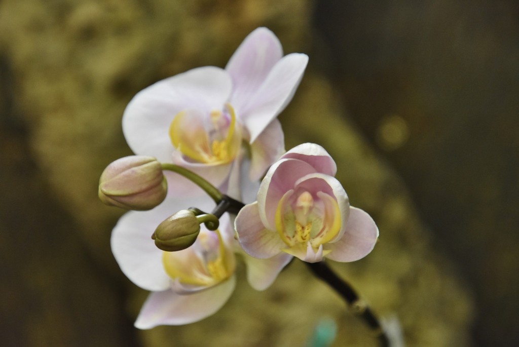 Foto: Orquidiario - Estepona (Málaga), España