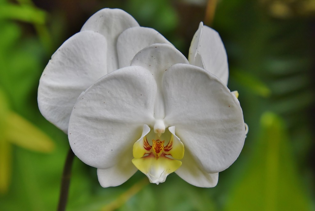 Foto: Orquidiario - Estepona (Málaga), España