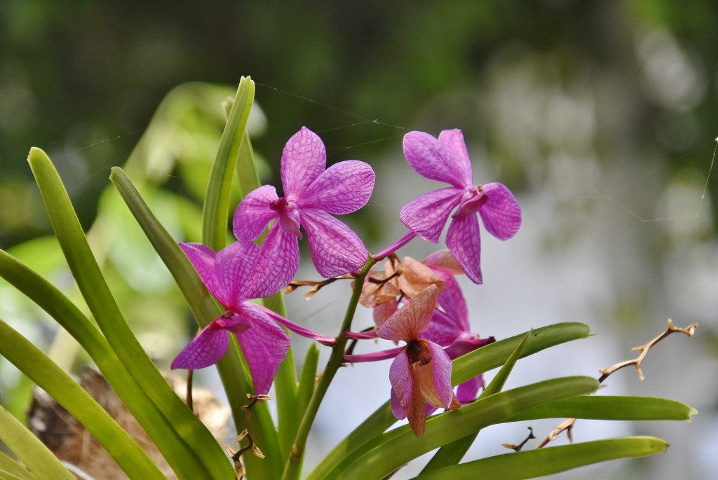 Foto: Orquidiario - Estepona (Málaga), España
