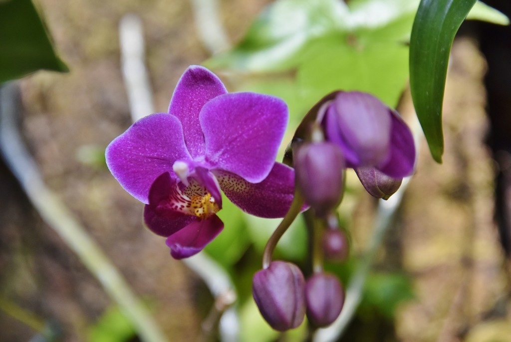 Foto: Orquidiario - Estepona (Málaga), España