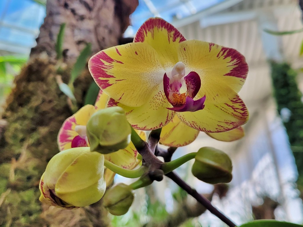 Foto: Orquidiario - Estepona (Málaga), España