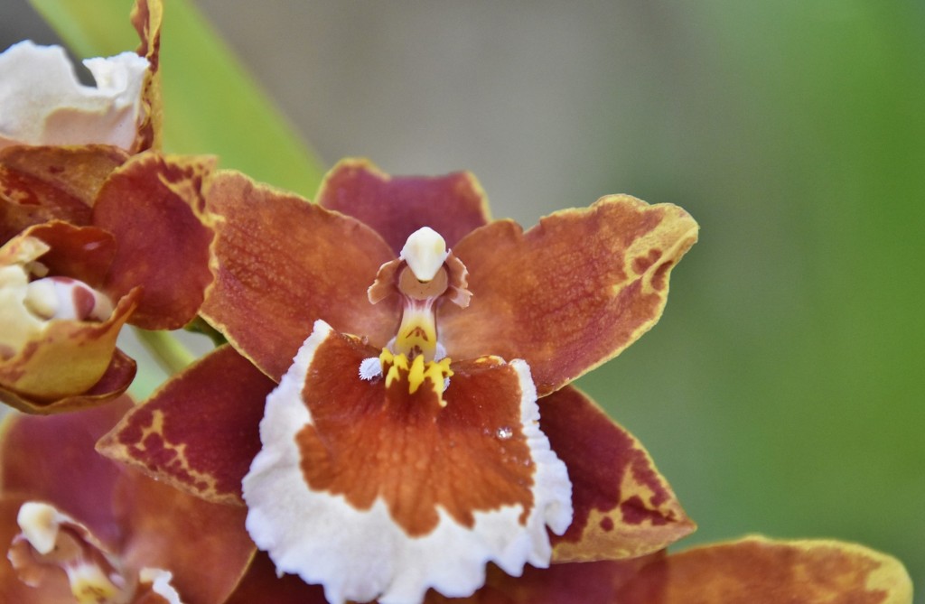 Foto: Orquidiario - Estepona (Málaga), España