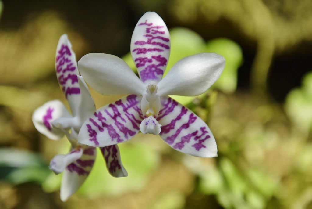 Foto: Orquidiario - Estepona (Málaga), España