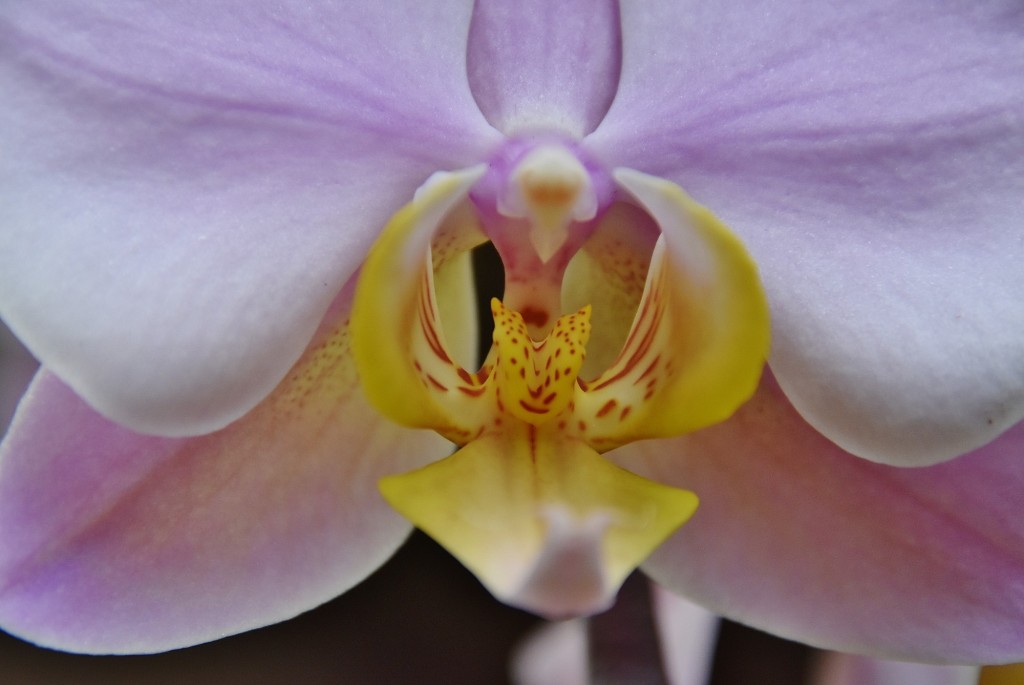 Foto: Orquidiario - Estepona (Málaga), España
