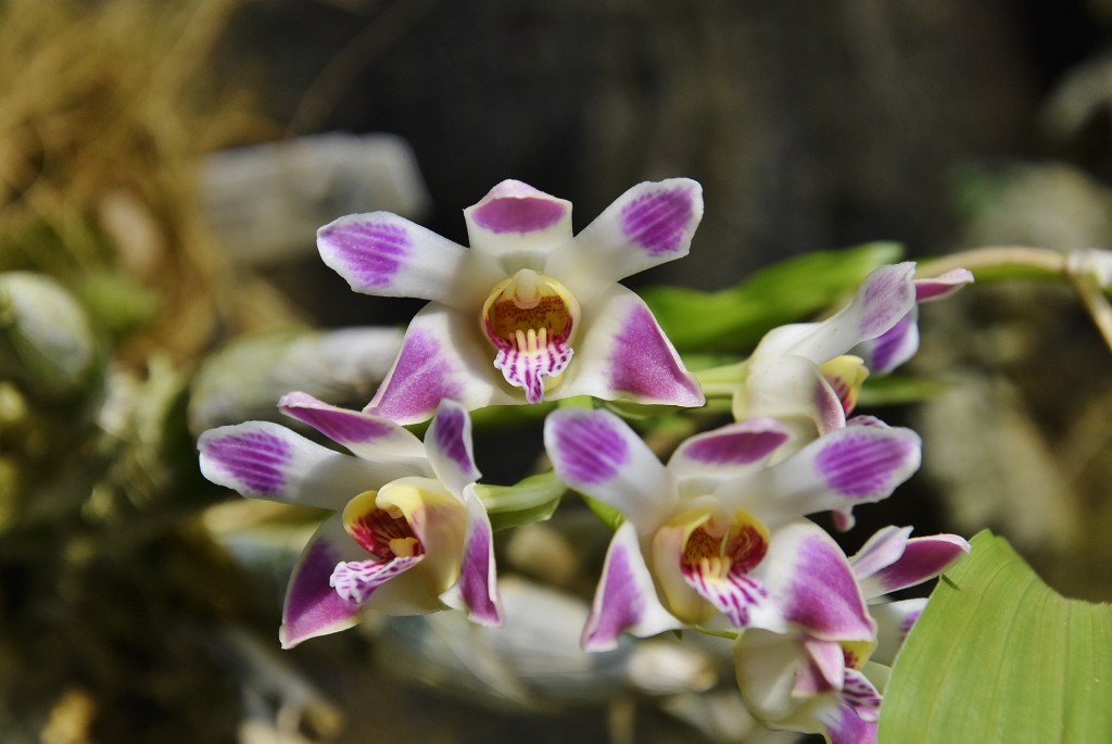 Foto: Orquidiario - Estepona (Málaga), España