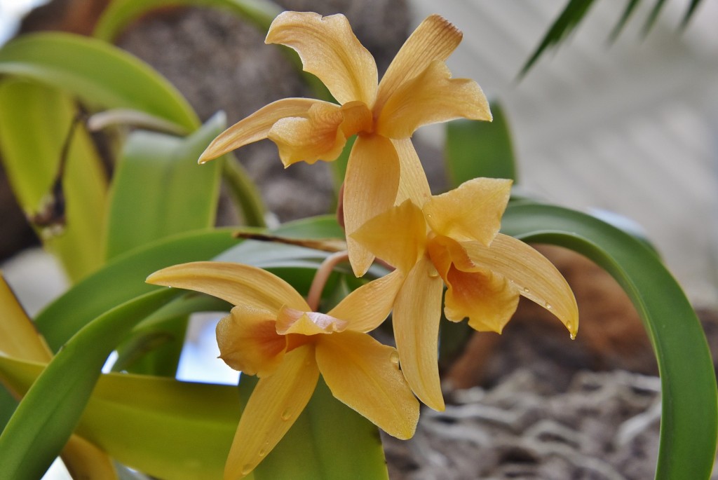 Foto: Orquidiario - Estepona (Málaga), España