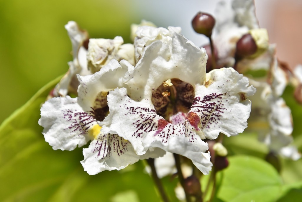 Foto: Orquidiario - Estepona (Málaga), España