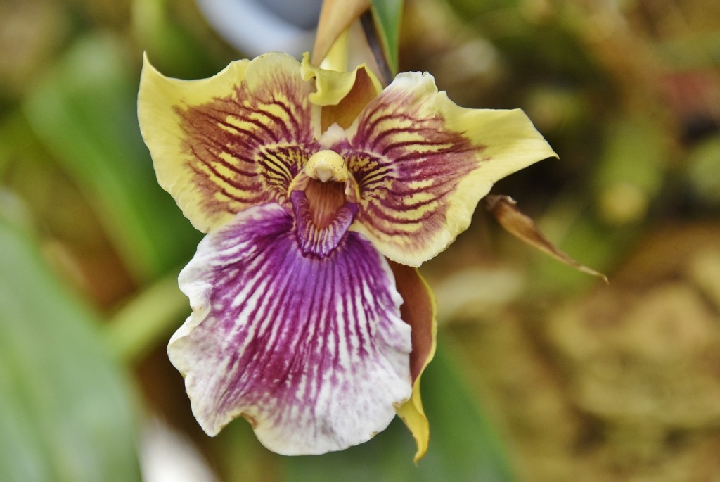 Foto: Orquidiario - Estepona (Málaga), España