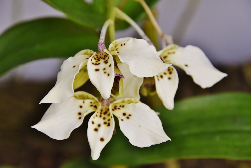 Foto: Orquidiario - Estepona (Málaga), España