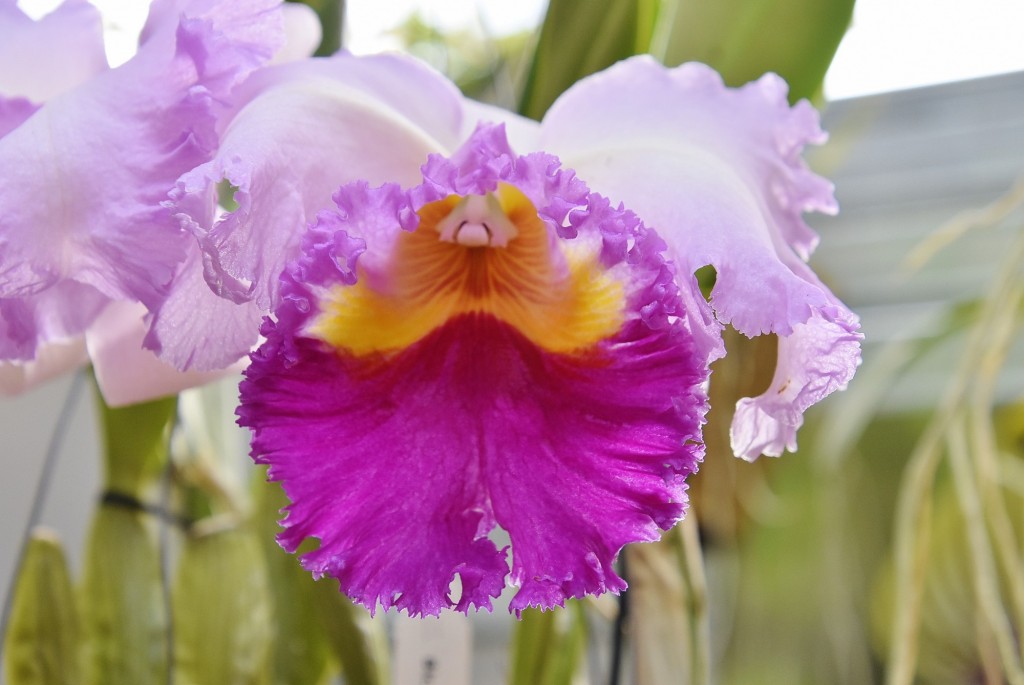 Foto: Orquidiario - Estepona (Málaga), España
