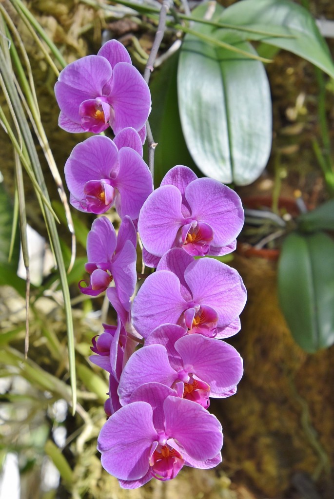 Foto: Orquidiario - Estepona (Málaga), España
