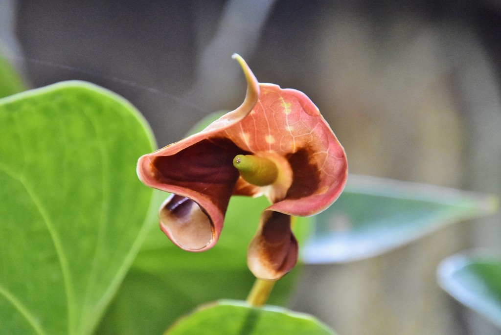 Foto: Orquidiario - Estepona (Málaga), España