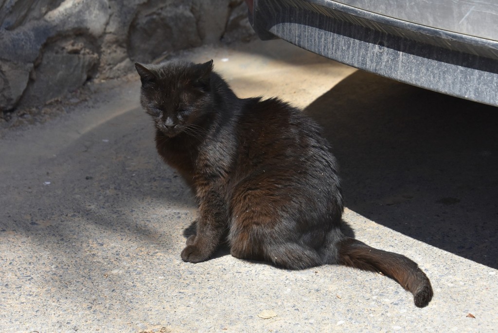Foto: Gatito - Almuñécar (Granada), España