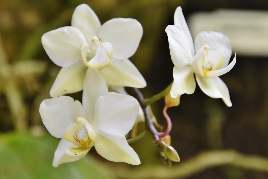 Foto: Orquidiario - Estepona (Málaga), España