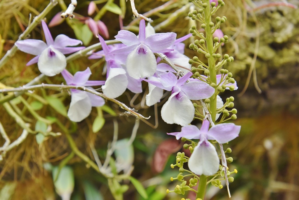 Foto: Orquidiario - Estepona (Málaga), España