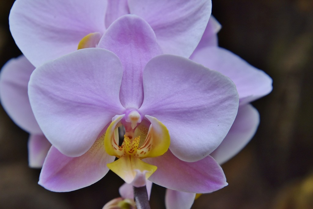 Foto: Orquidiario - Estepona (Málaga), España