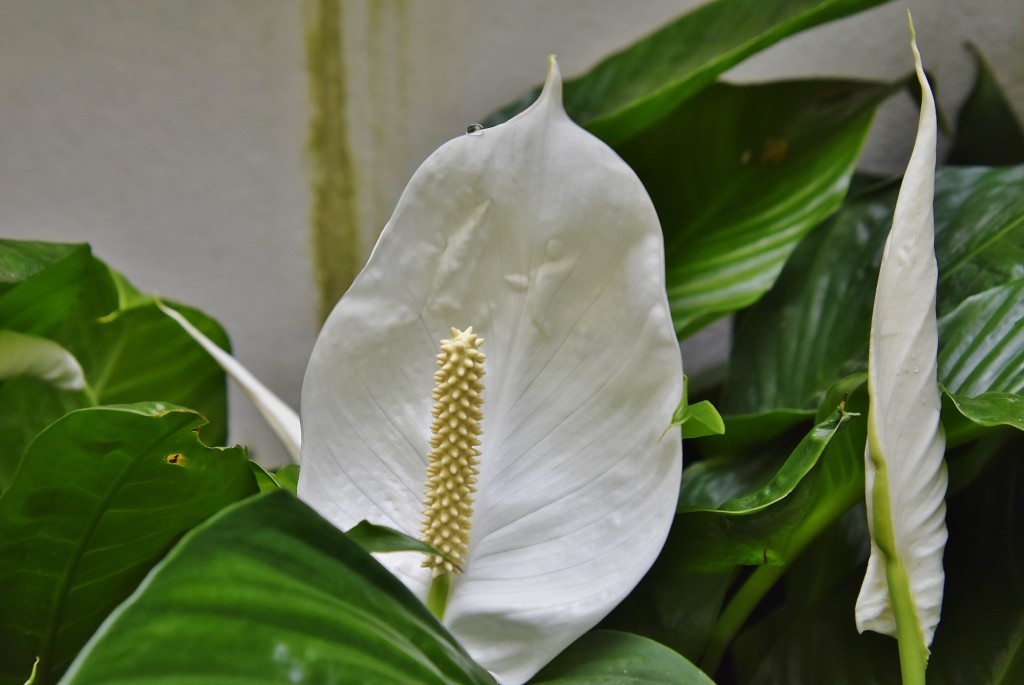 Foto: Orquidiario - Estepona (Málaga), España