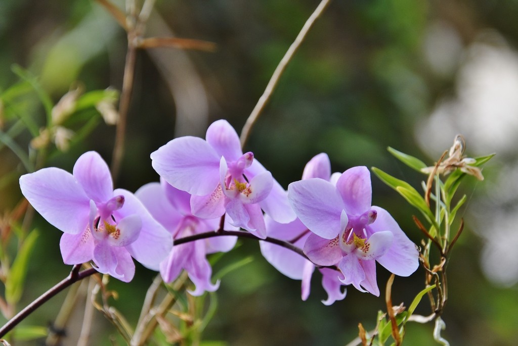 Foto: Orquidiario - Estepona (Málaga), España