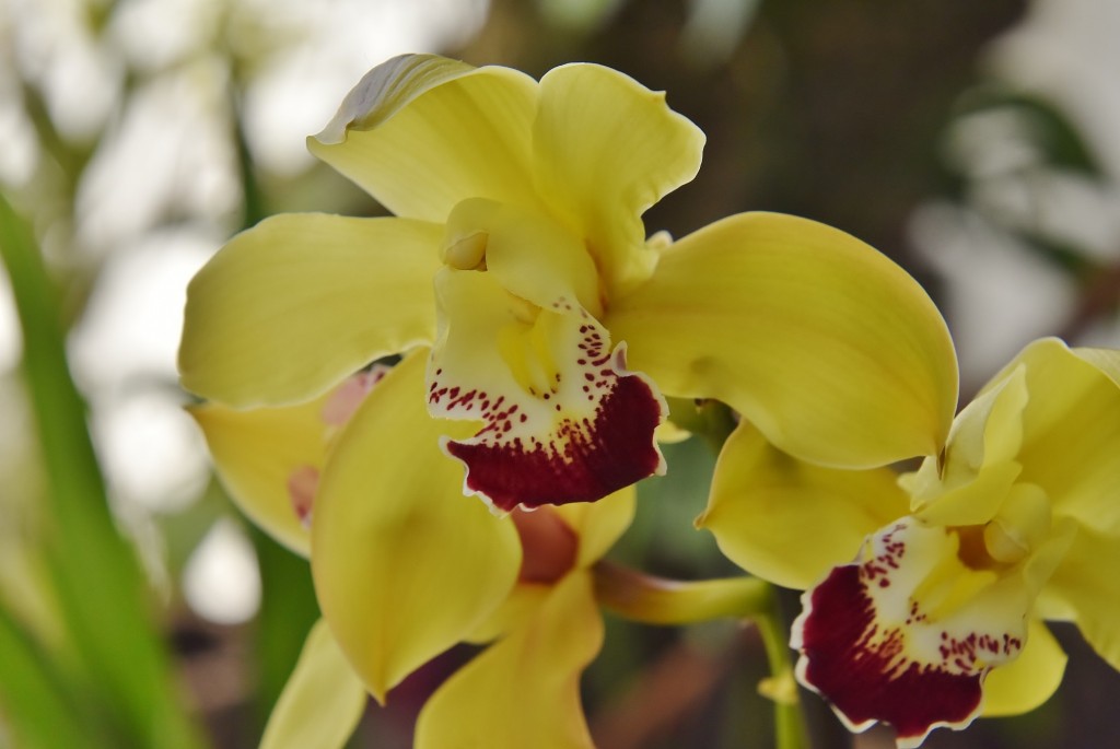 Foto: Orquidiario - Estepona (Málaga), España