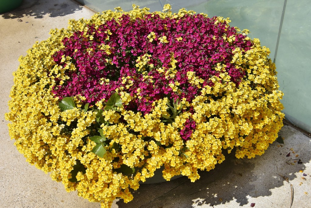 Foto: Orquidiario - Estepona (Málaga), España