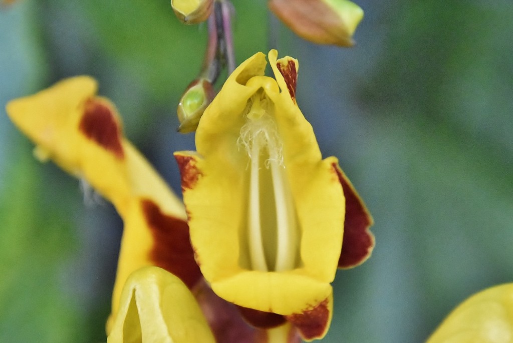 Foto: Orquidiario - Estepona (Málaga), España