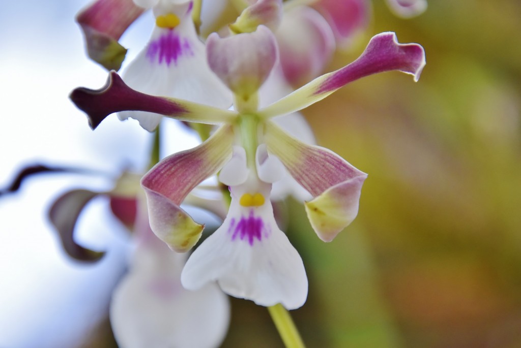 Foto: Orquidiario - Estepona (Málaga), España